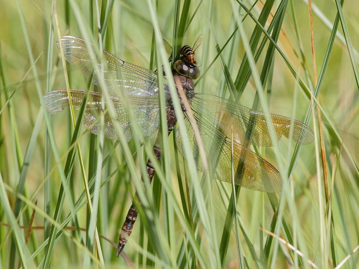Aeshna crenata, female feeding on a wasp