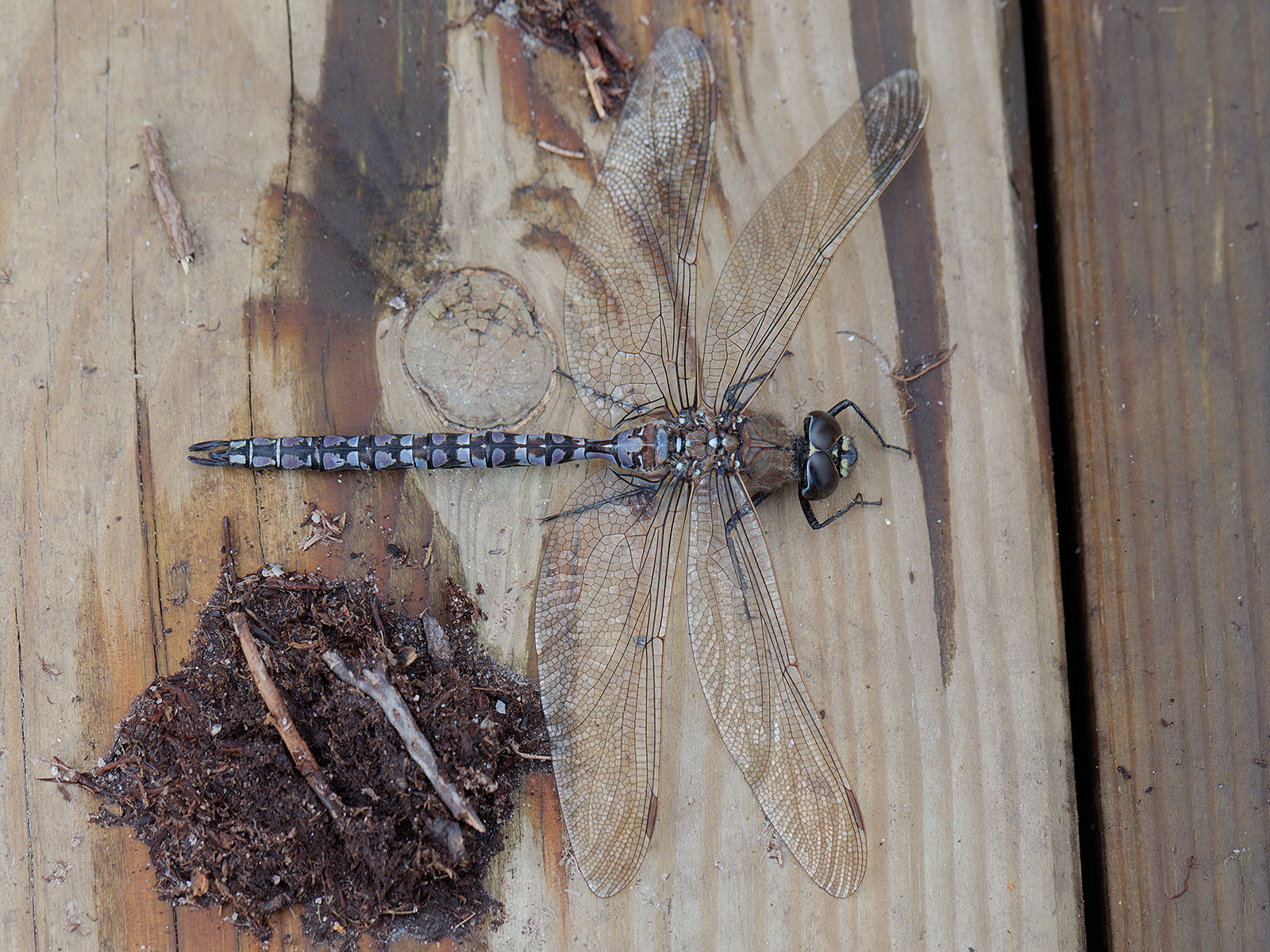 Aeshna caerulea, male at low temperature