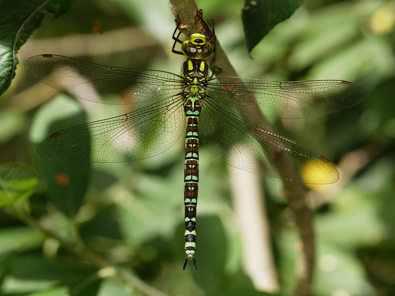 Aeshna cyanea, female