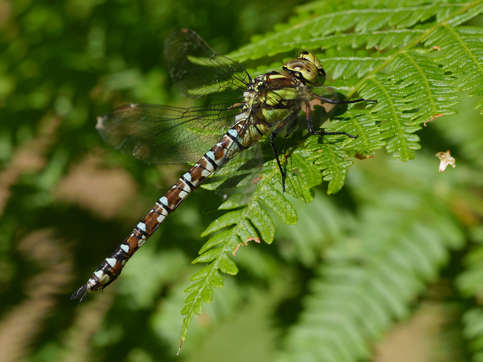 Aeshna cyanea, female