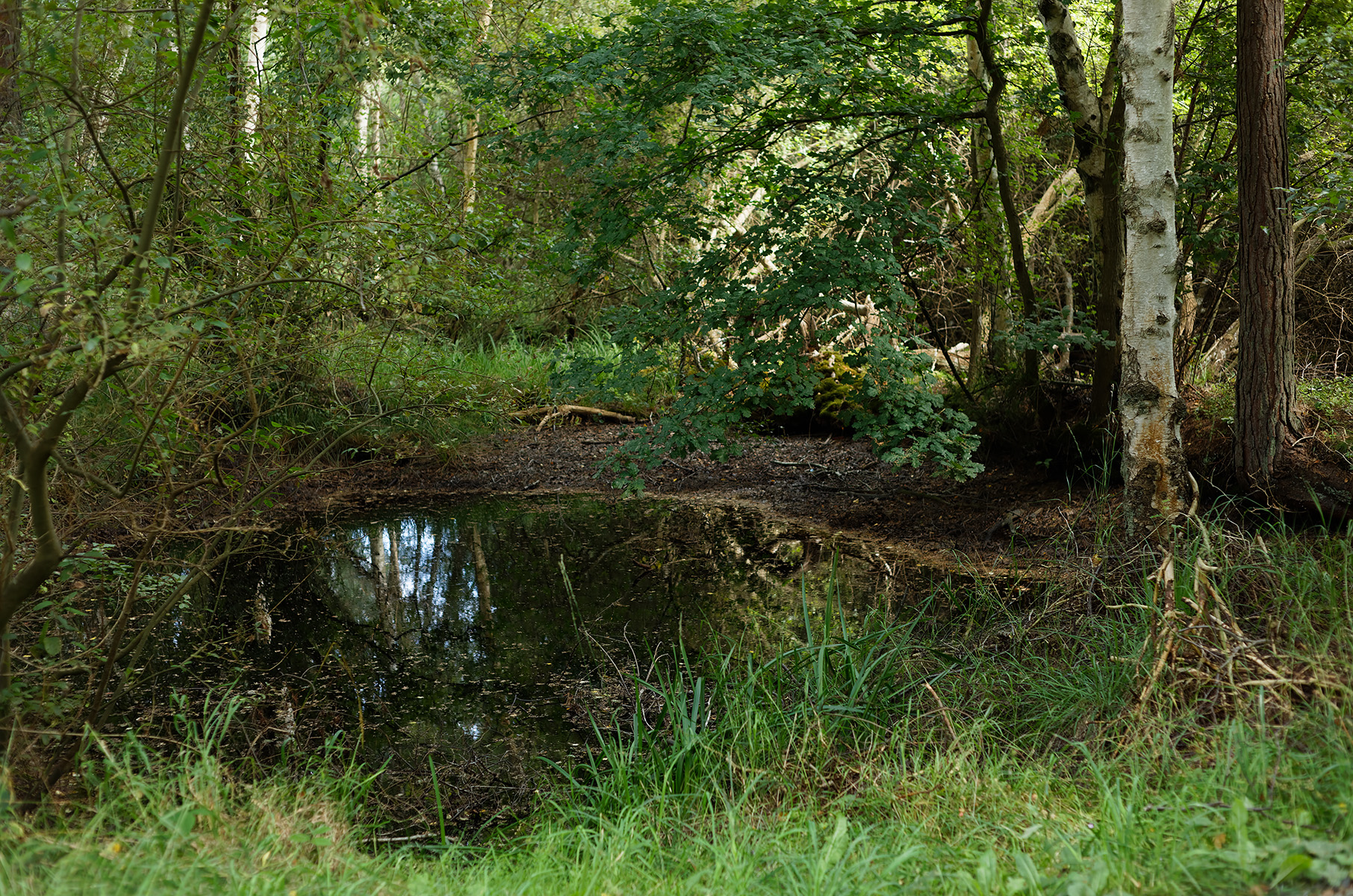 Aeshna cyanea, habitat