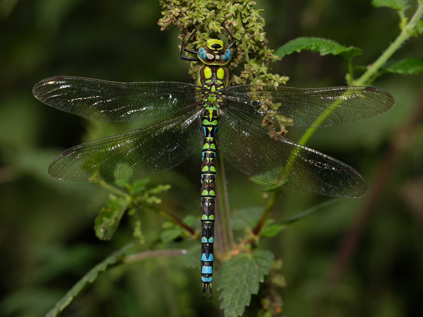 Aeshna cyanea, male