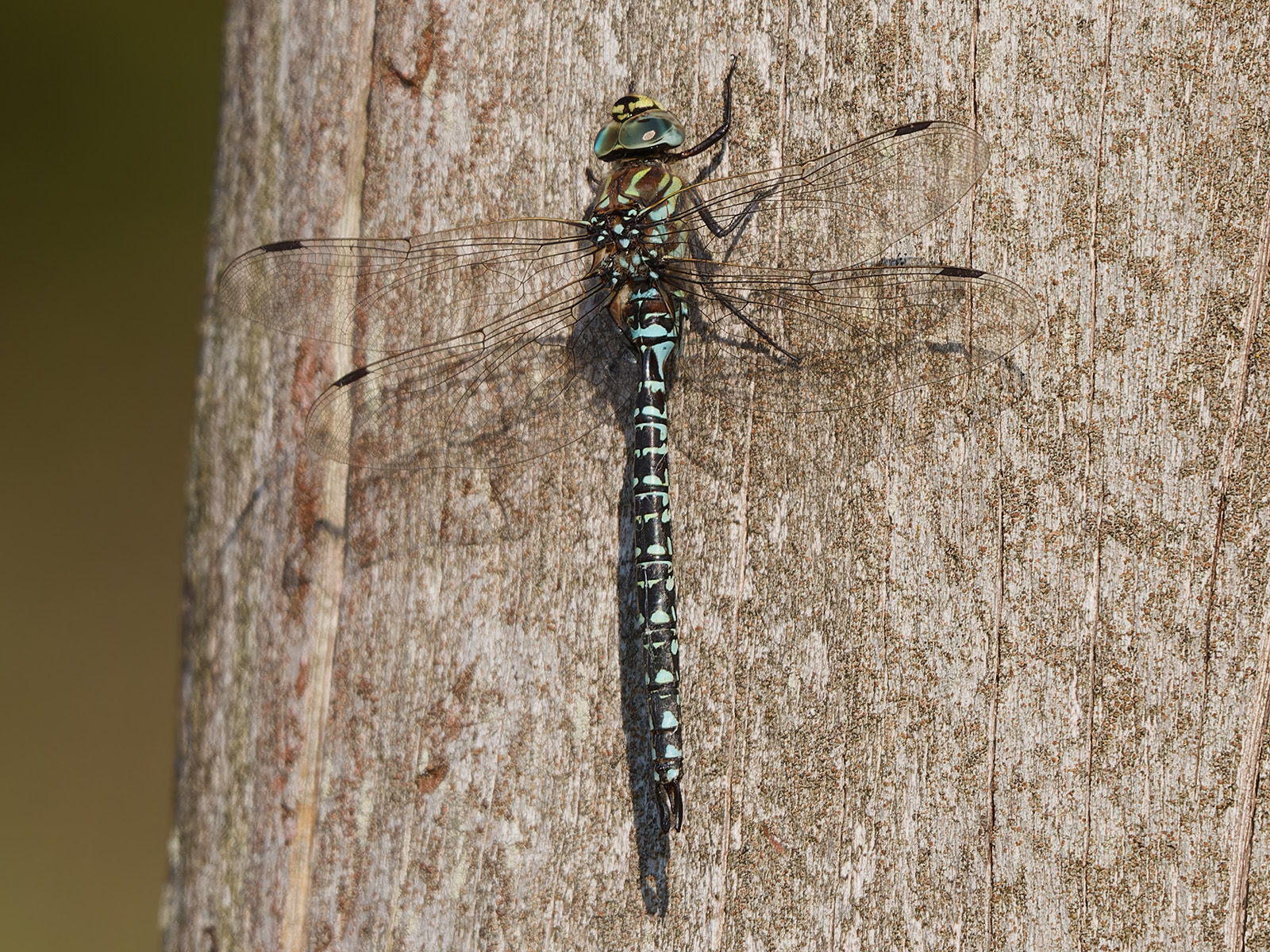 Aeshna subarctica, male