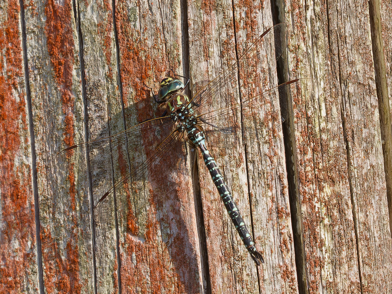 Aeshna subarctica, male