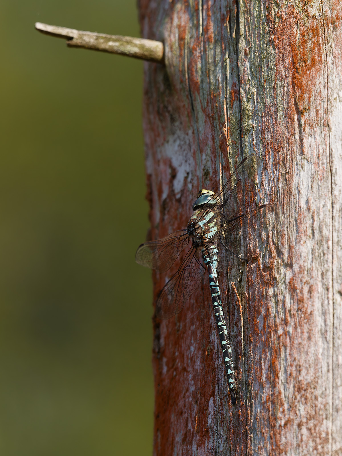 Aeshna subarctica, male