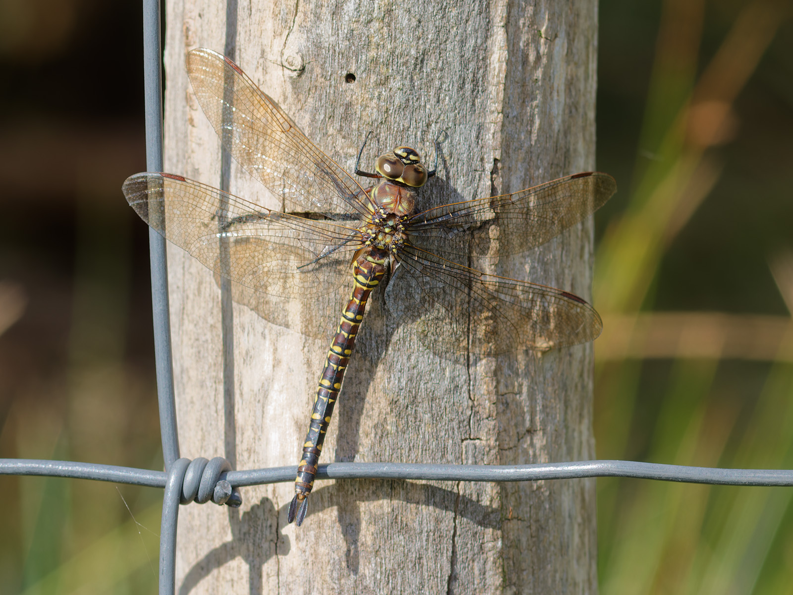 Aeshna subarctica, female