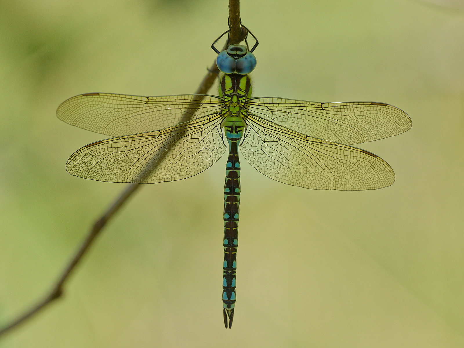 Aeshna viridis - Green Hawker