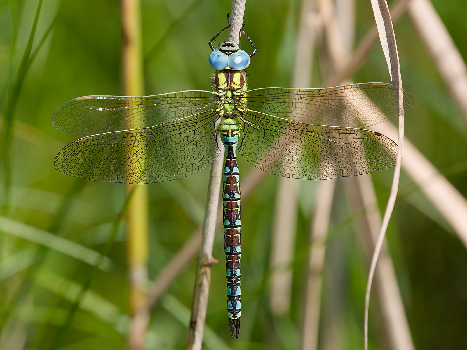 Aeshna viridis, male