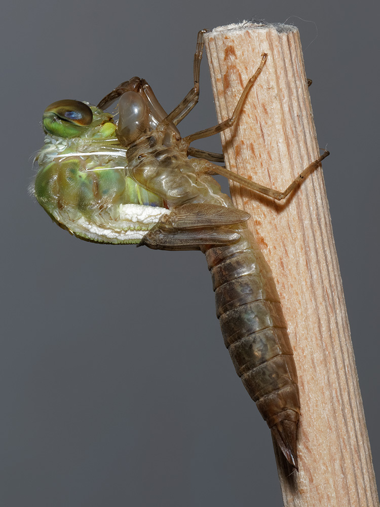 Anax ephippiger, male, emerging