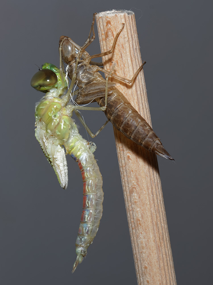 Anax ephippiger, male, emerging