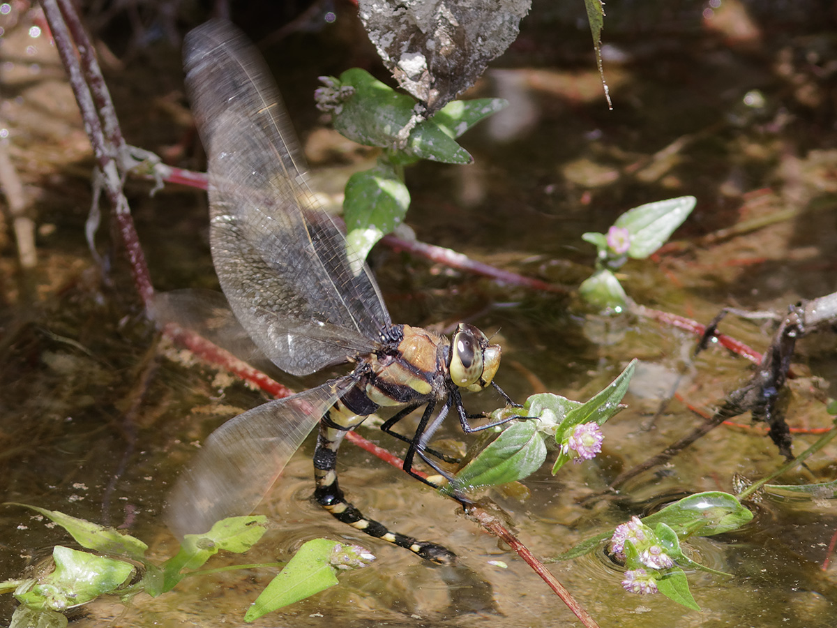 Anax immaculifrons, female laying eggs
