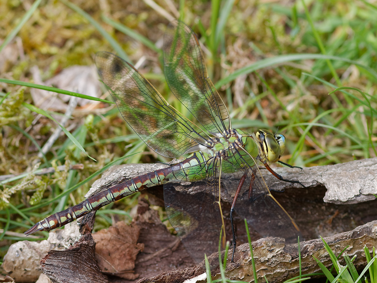 Anax imperator, female green form