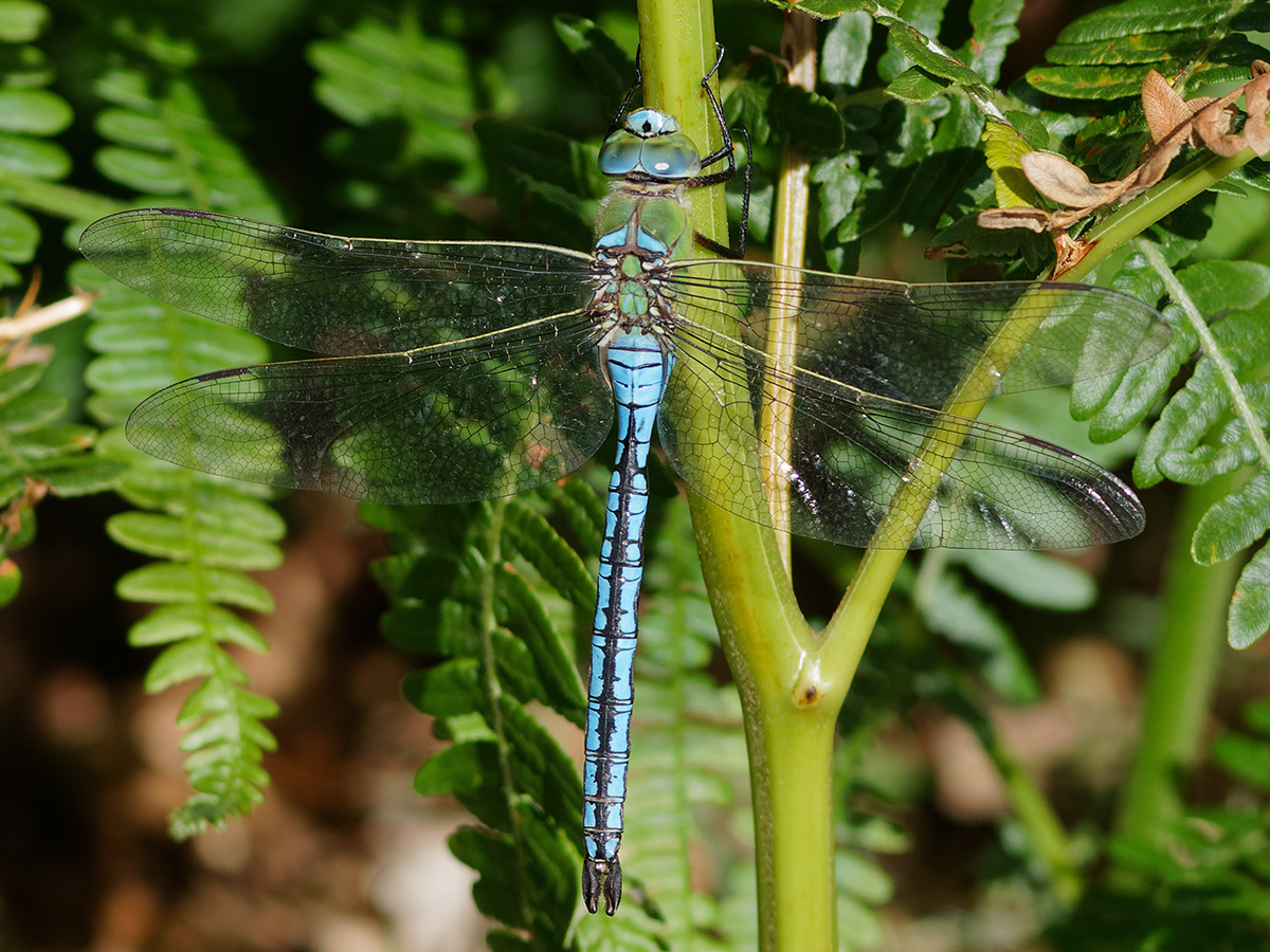 Anax imperator, male