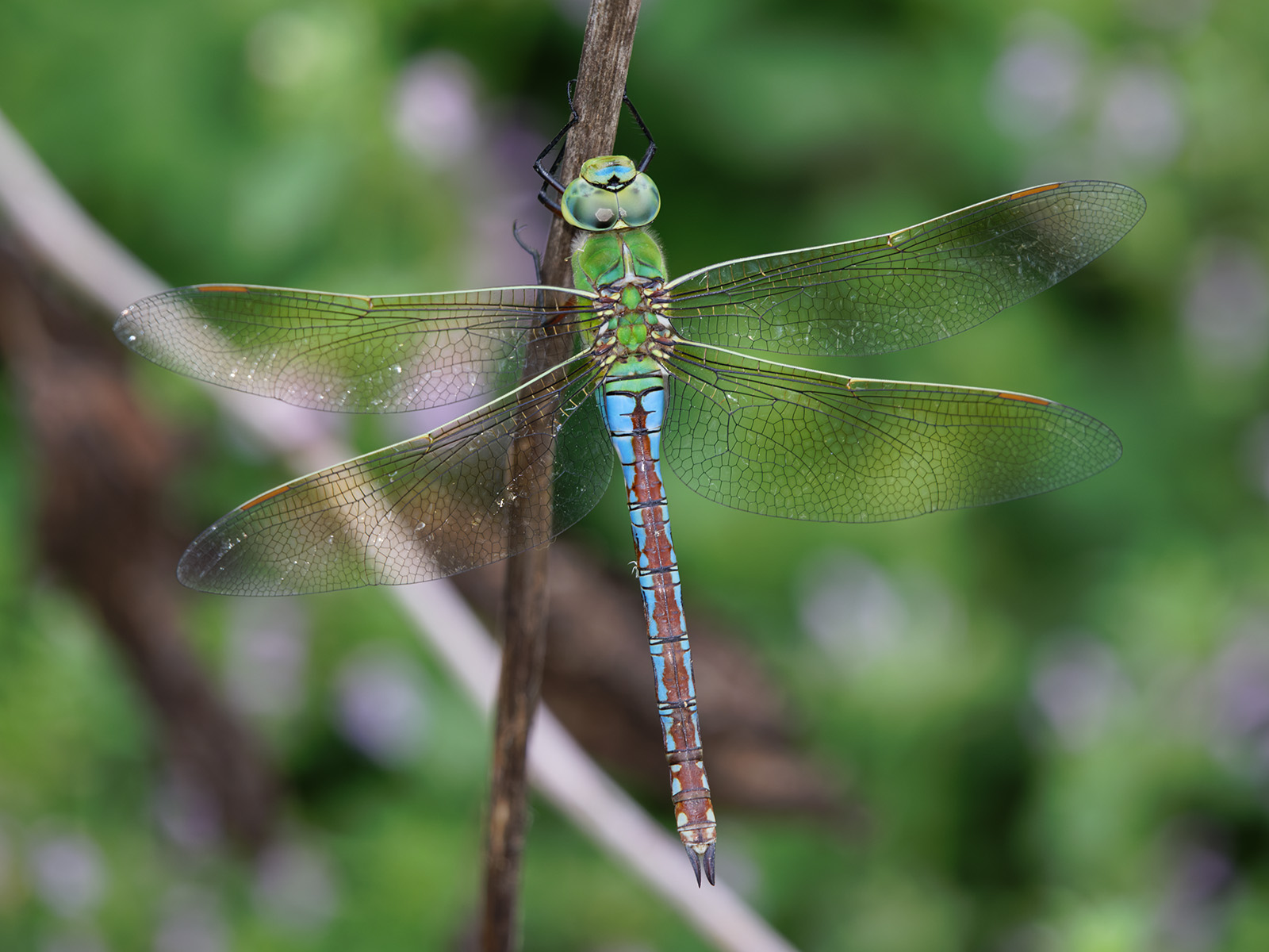 Anax imperator, female blue form