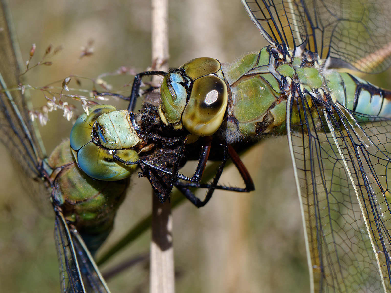 Anax imperator, male and female eating