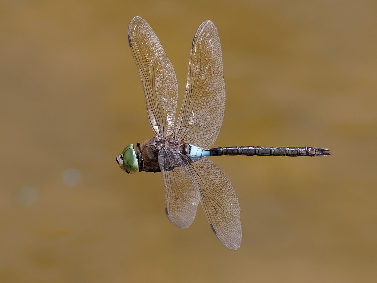 Anax parthenope, male