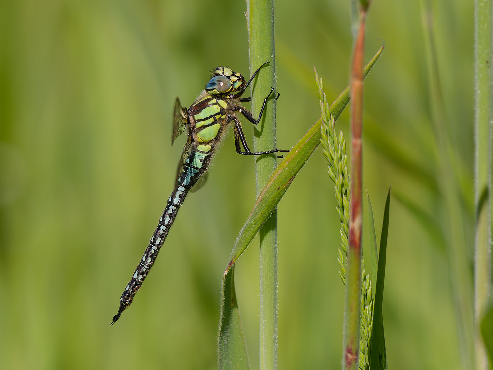 Brachytron pratense, male