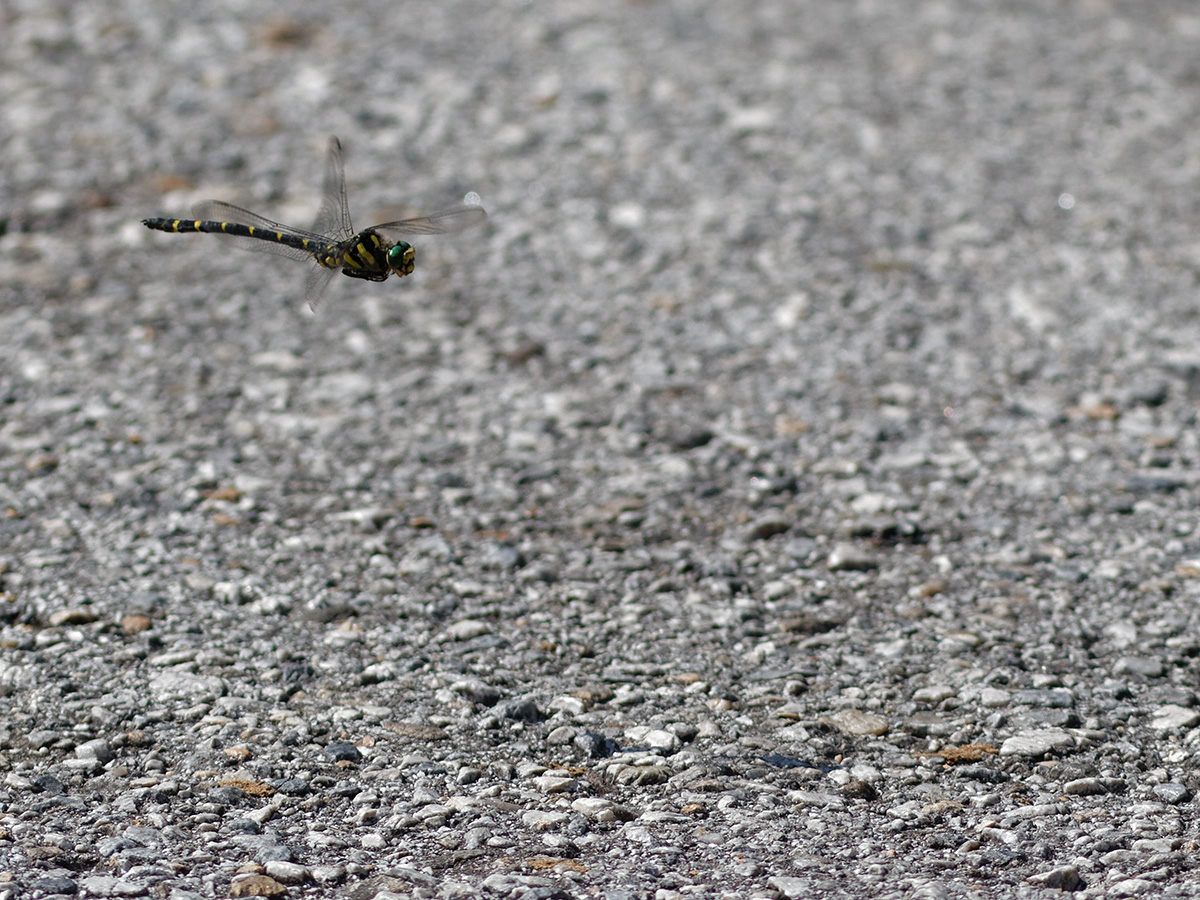 Cordulegaster picta, male hunting above a road