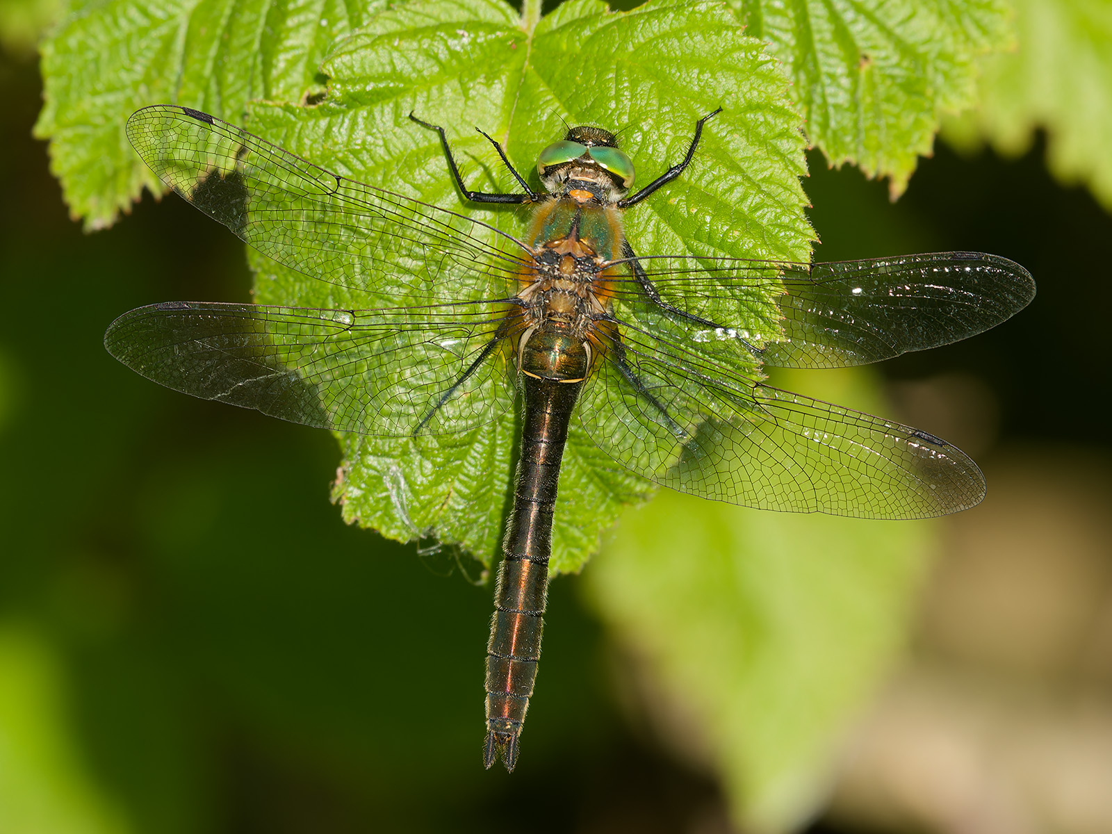 Cordulia aenea, female