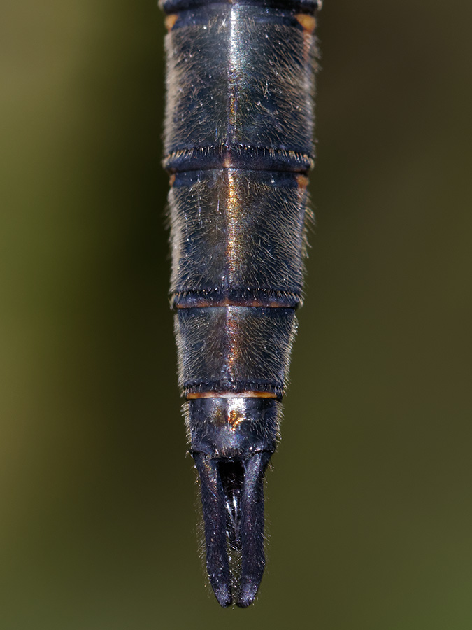 Somatochlora flavomaculata, male, abdomen