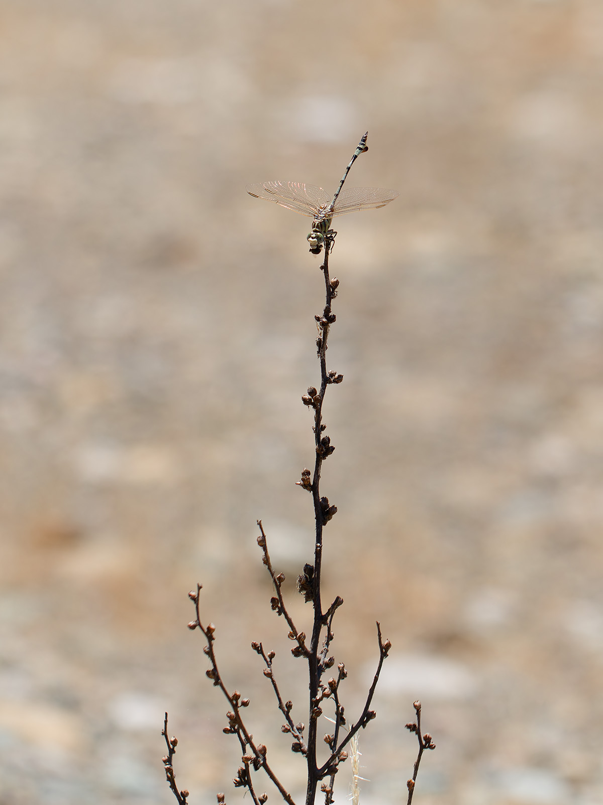 Lindenia tetraphylla, male