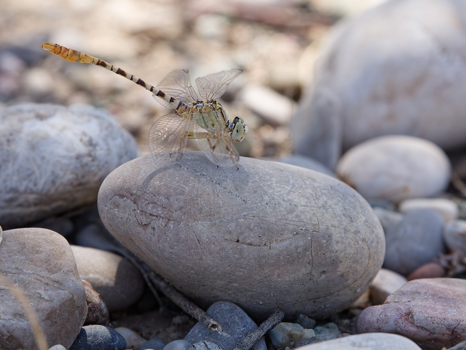 Onychogomphus flexuosus, male