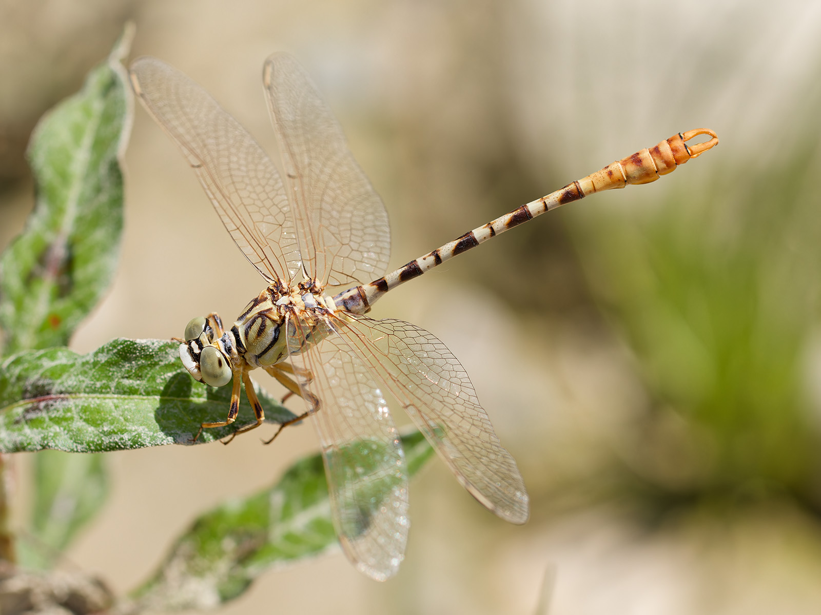 Onychogomphus flexuosus, male