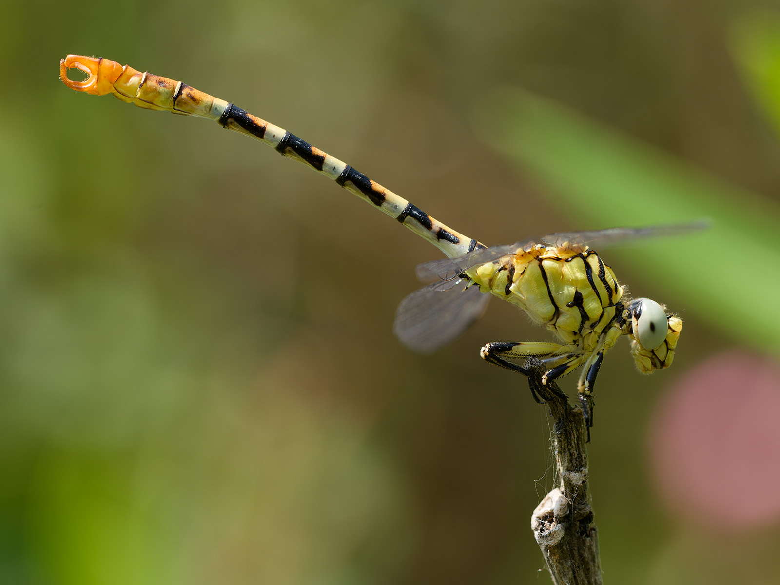 Onychogomphus lefebvrii, immature male