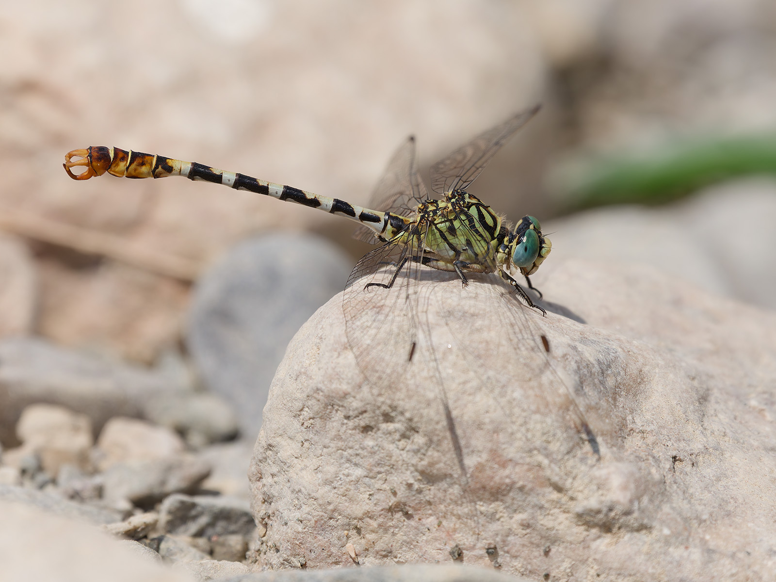 Onychogomphus lefebvrii, male