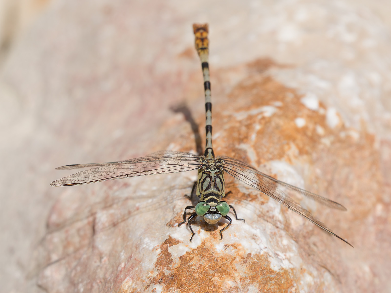 Onychogomphus lefebvrii, male