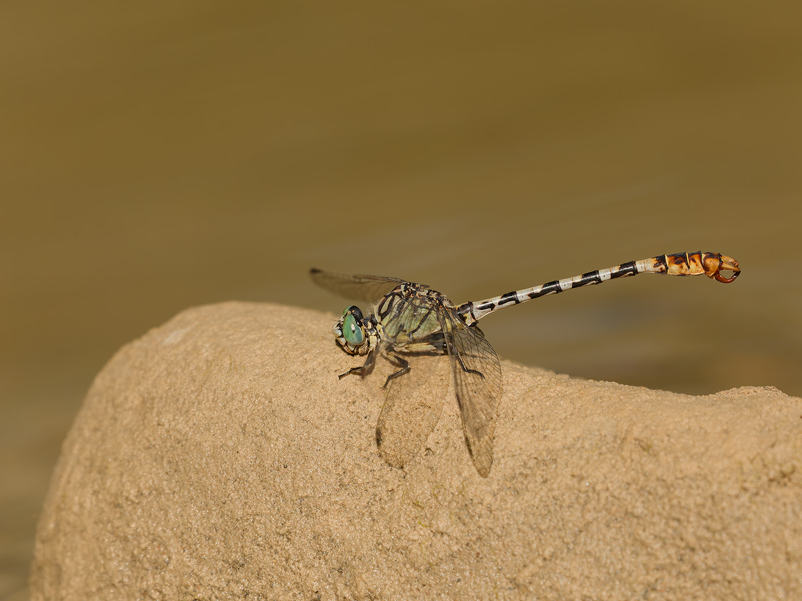 Onychogomphus lefebvrii, male