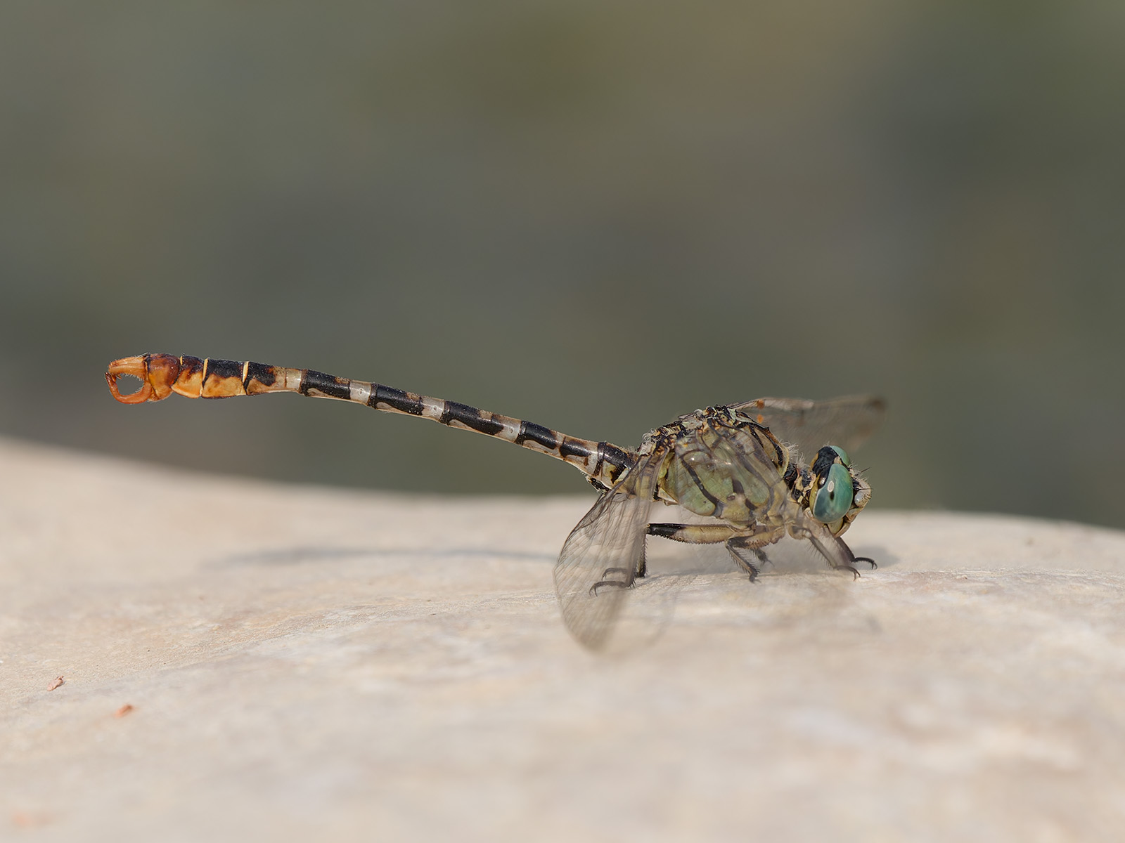 Onychogomphus lefebvrii, male