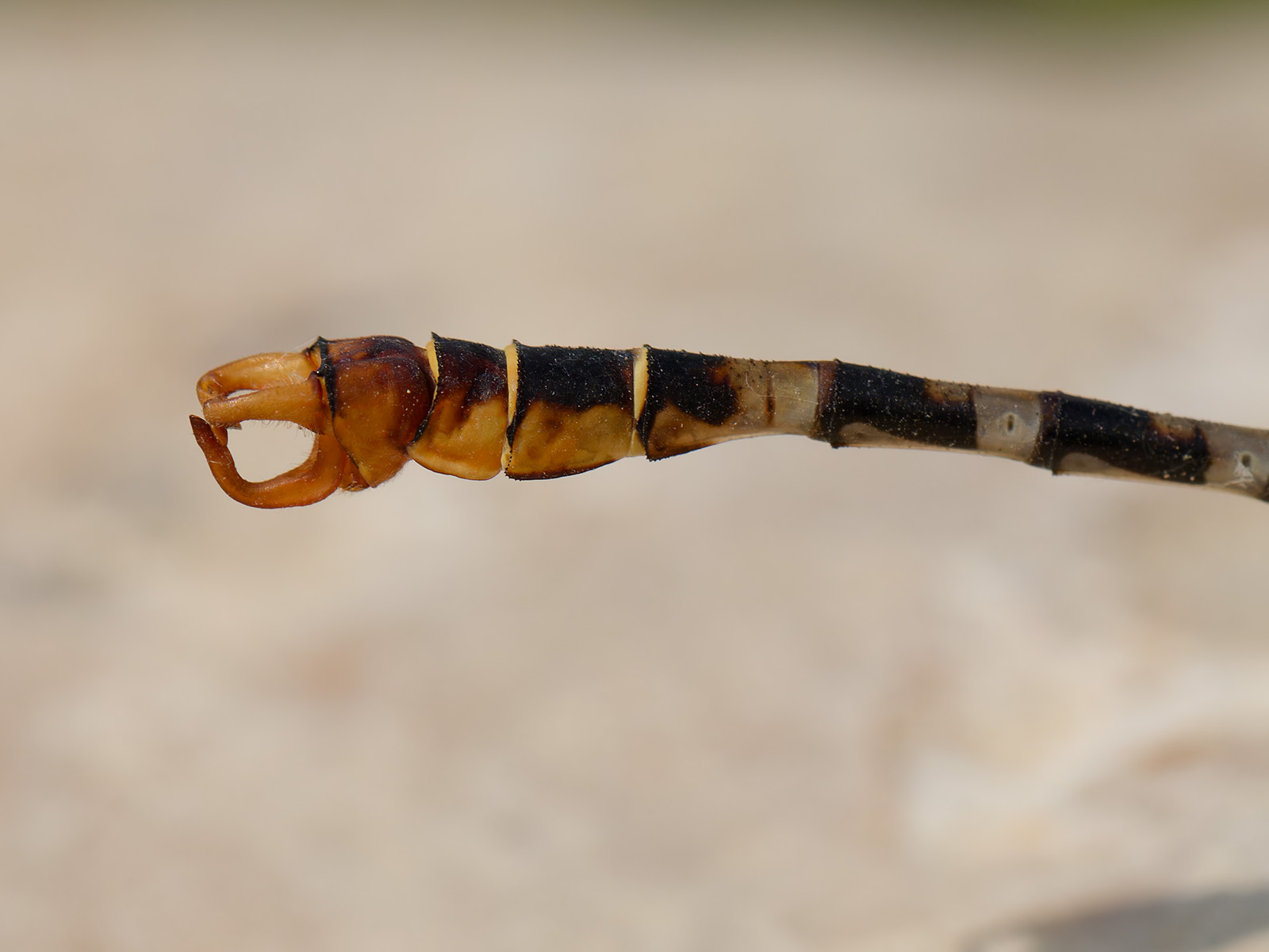 Onychogomphus lefebvrii, male