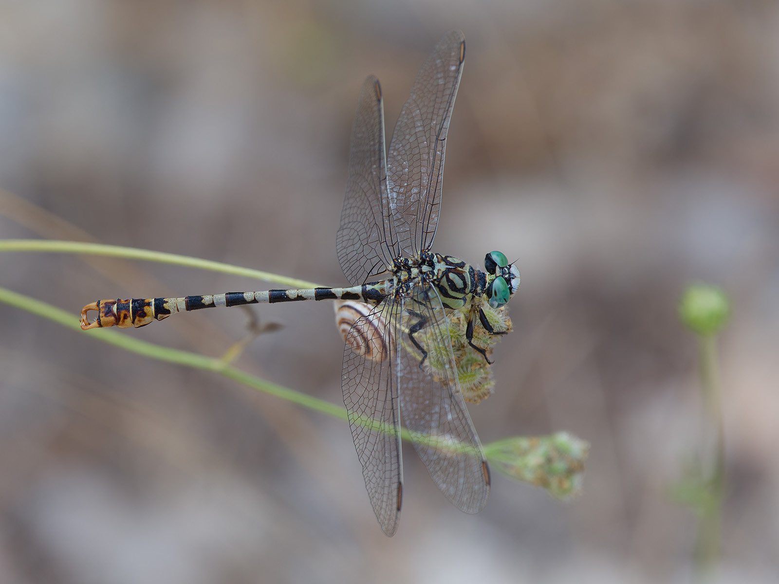 Onychogomphus lefebvrii, male