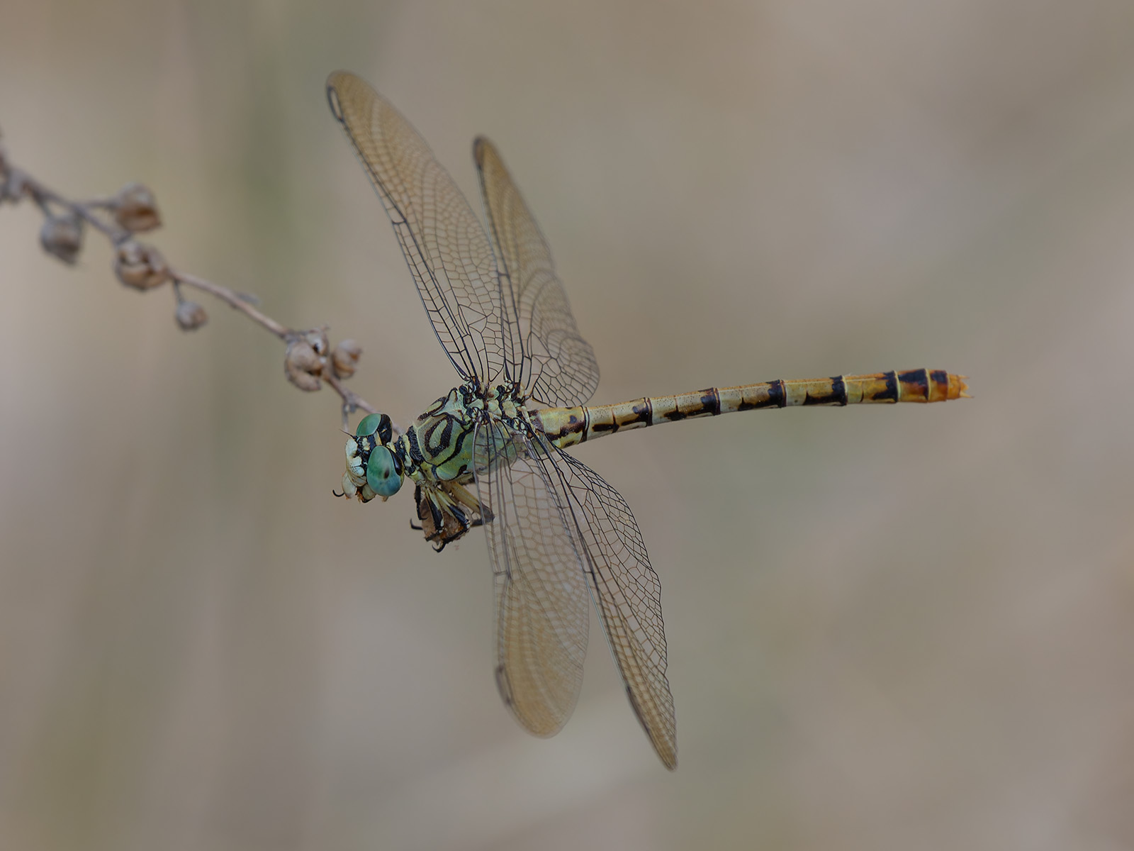 Onychogomphus lefebvrii, female