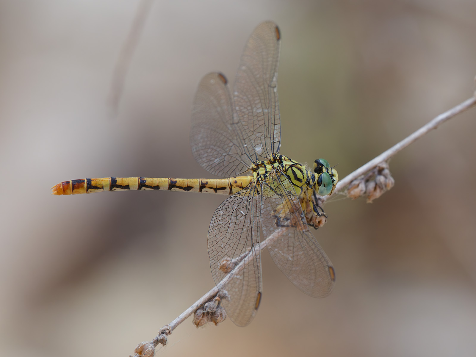 Onychogomphus lefebvrii, female