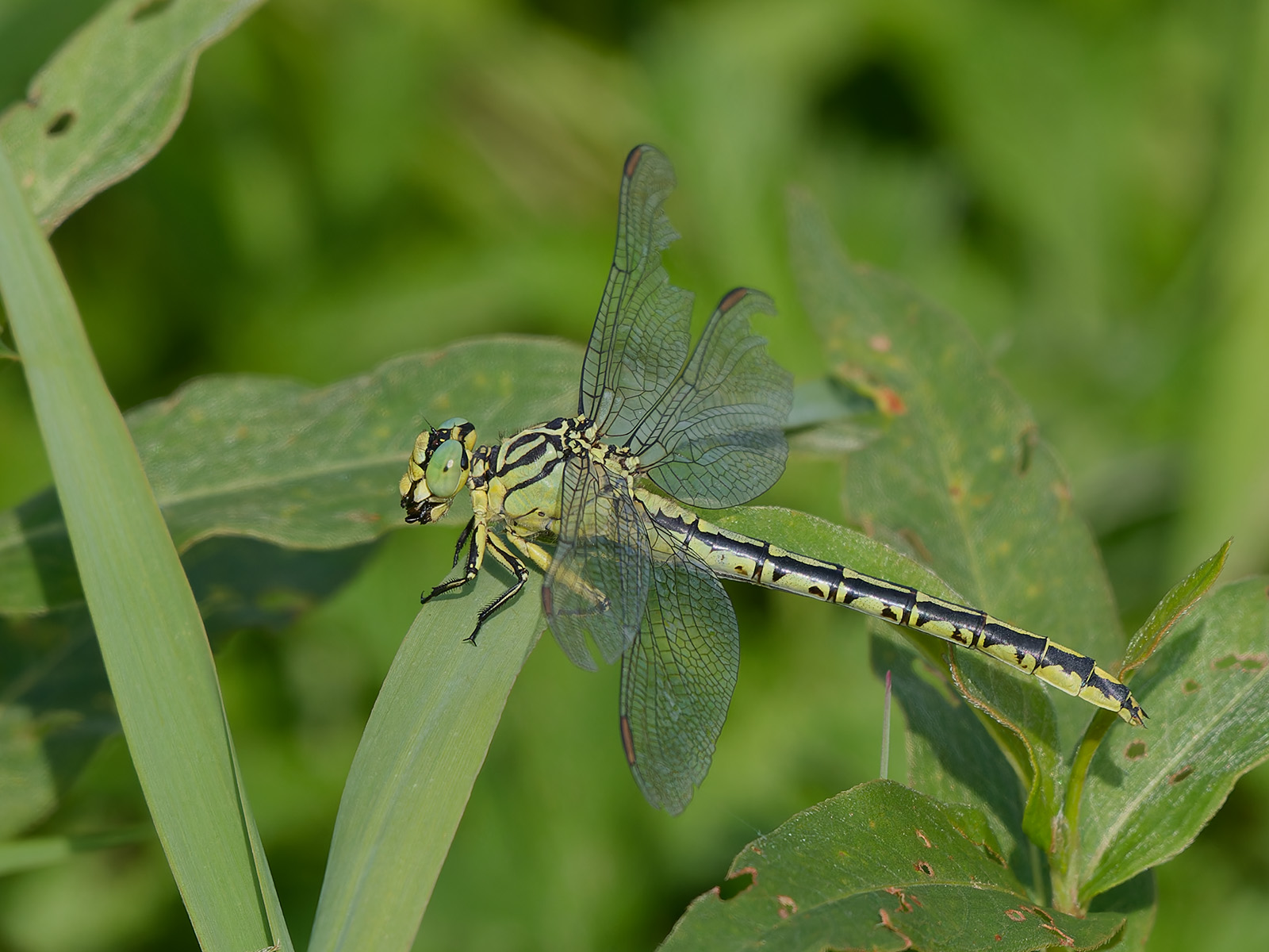 Stylurus flavipes, female