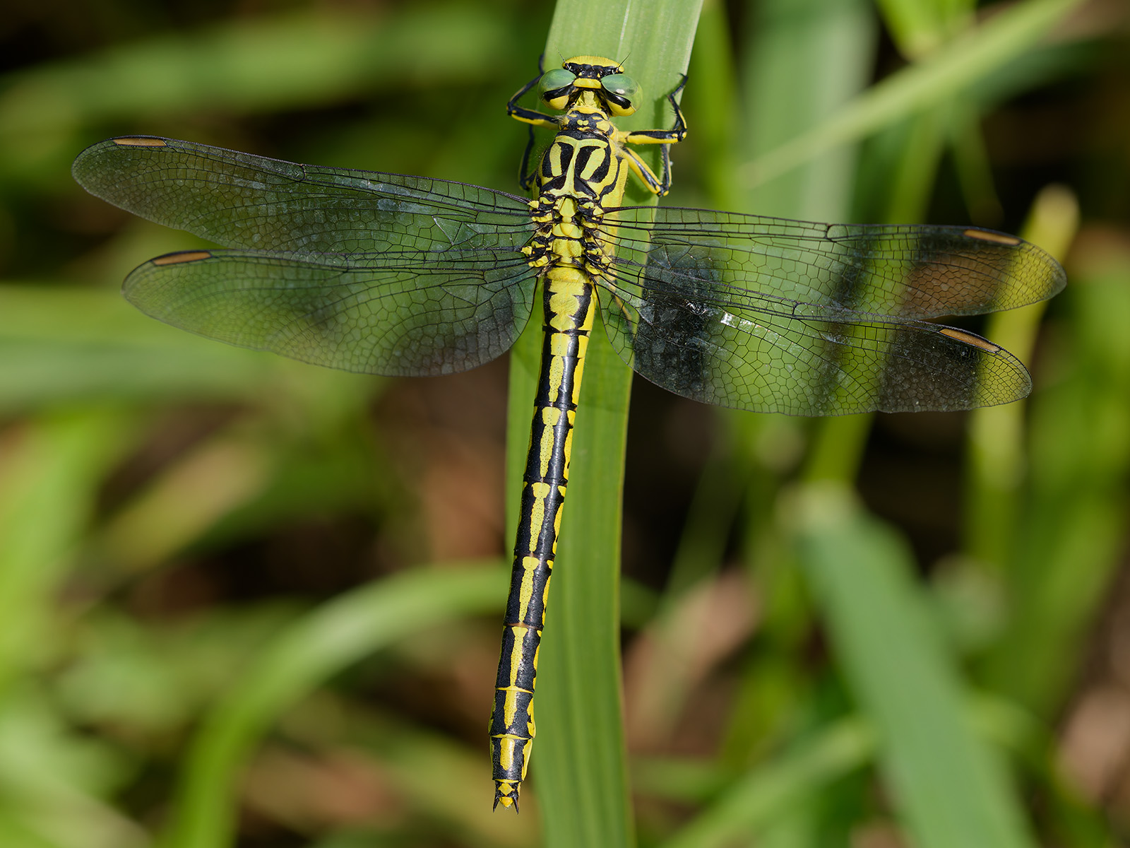 Stylurus flavipes, female