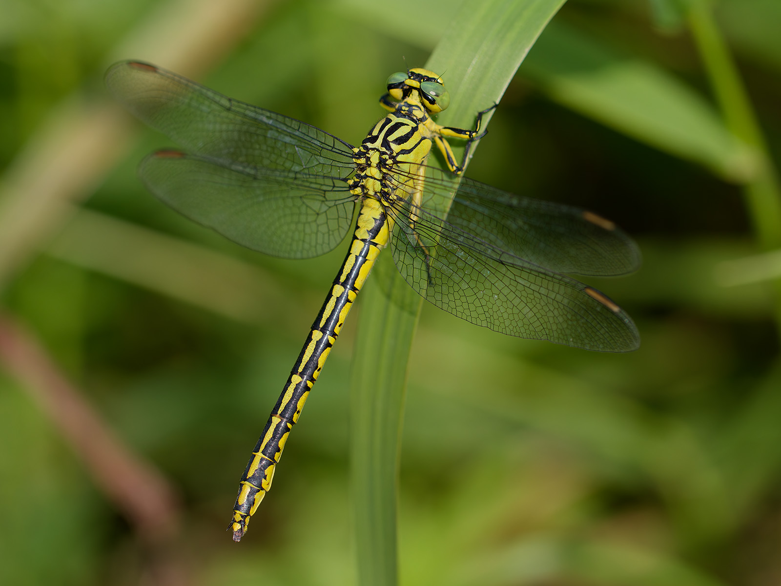 Stylurus flavipes, female