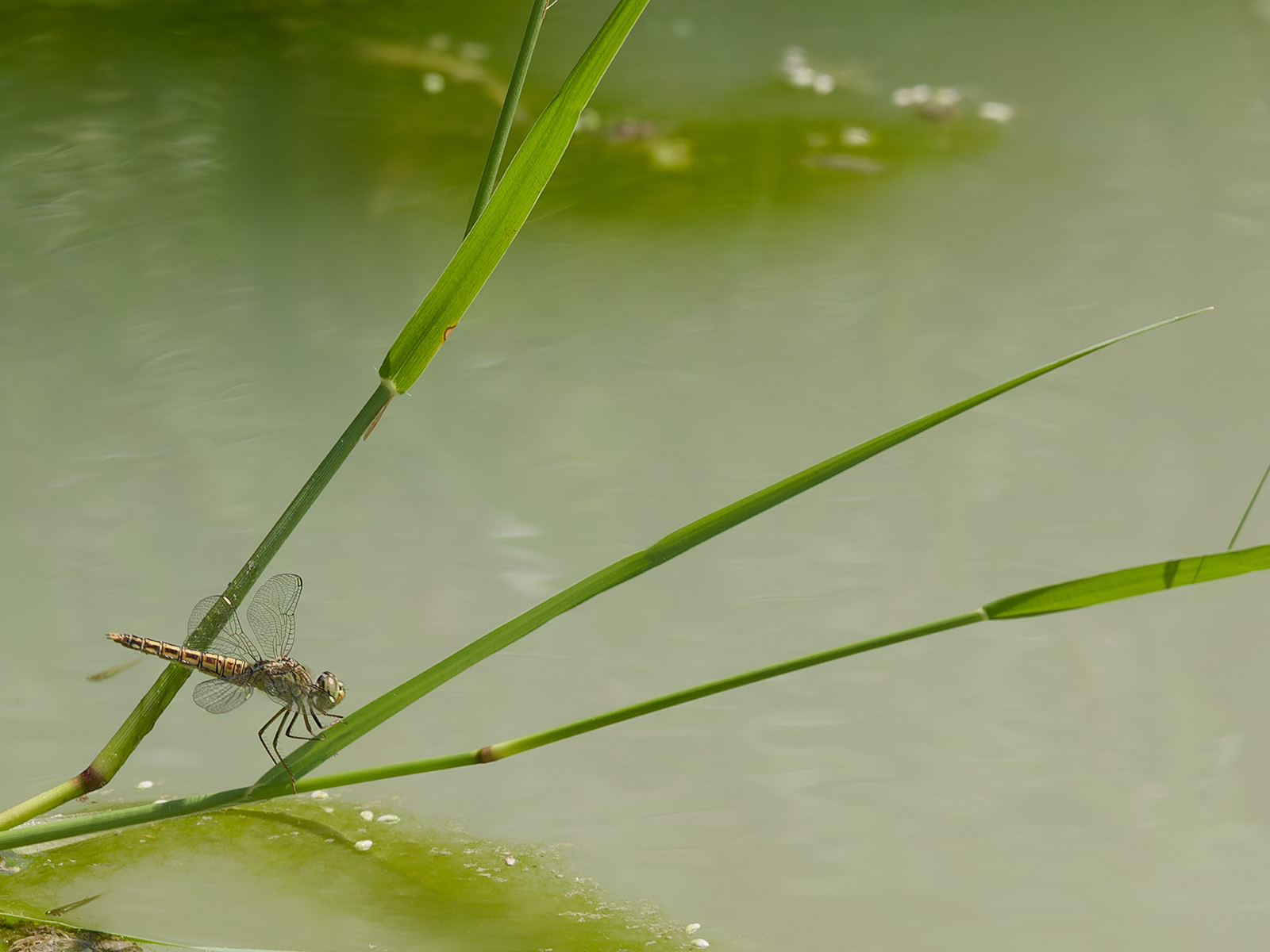 Brachythemis fuscopalliata, female