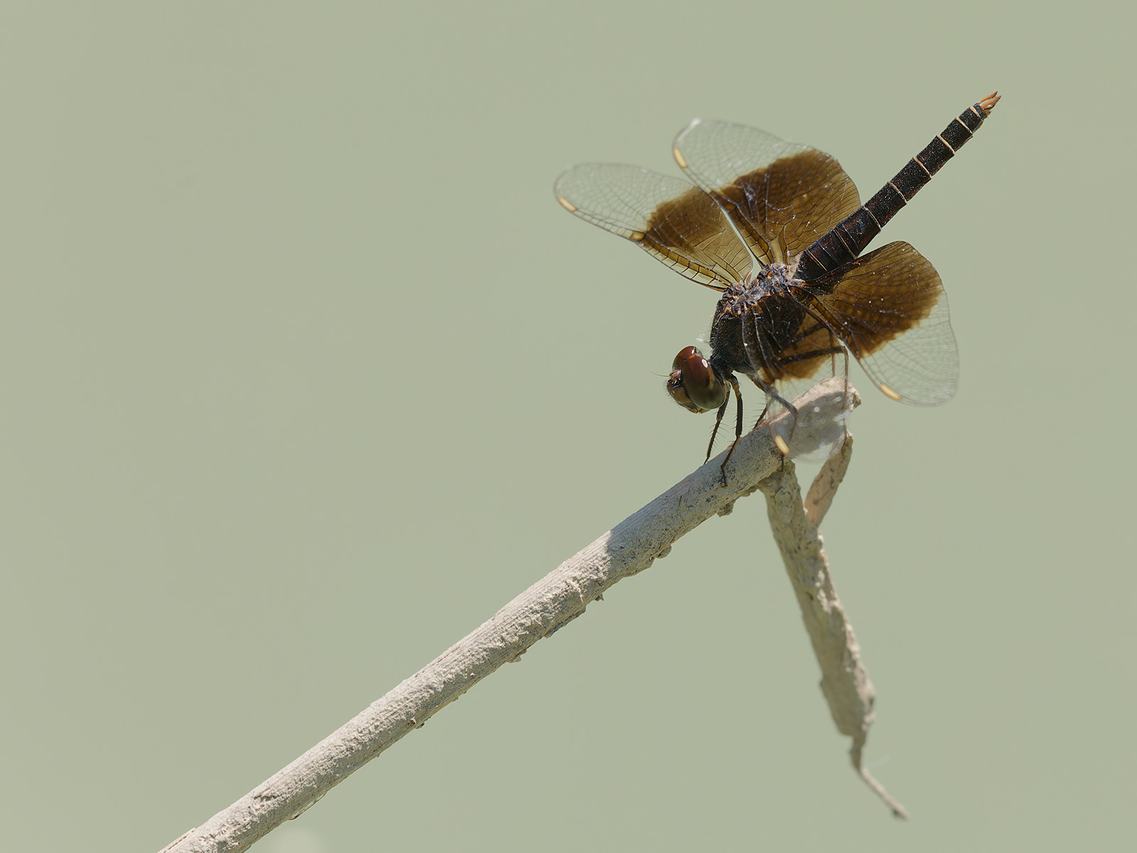 Brachythemis fuscopalliata, male