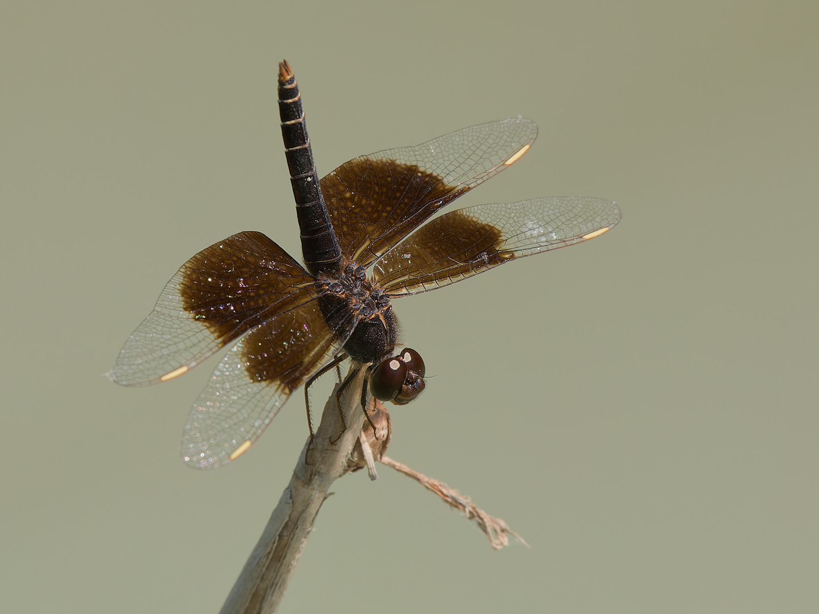 Brachythemis fuscopalliata, male