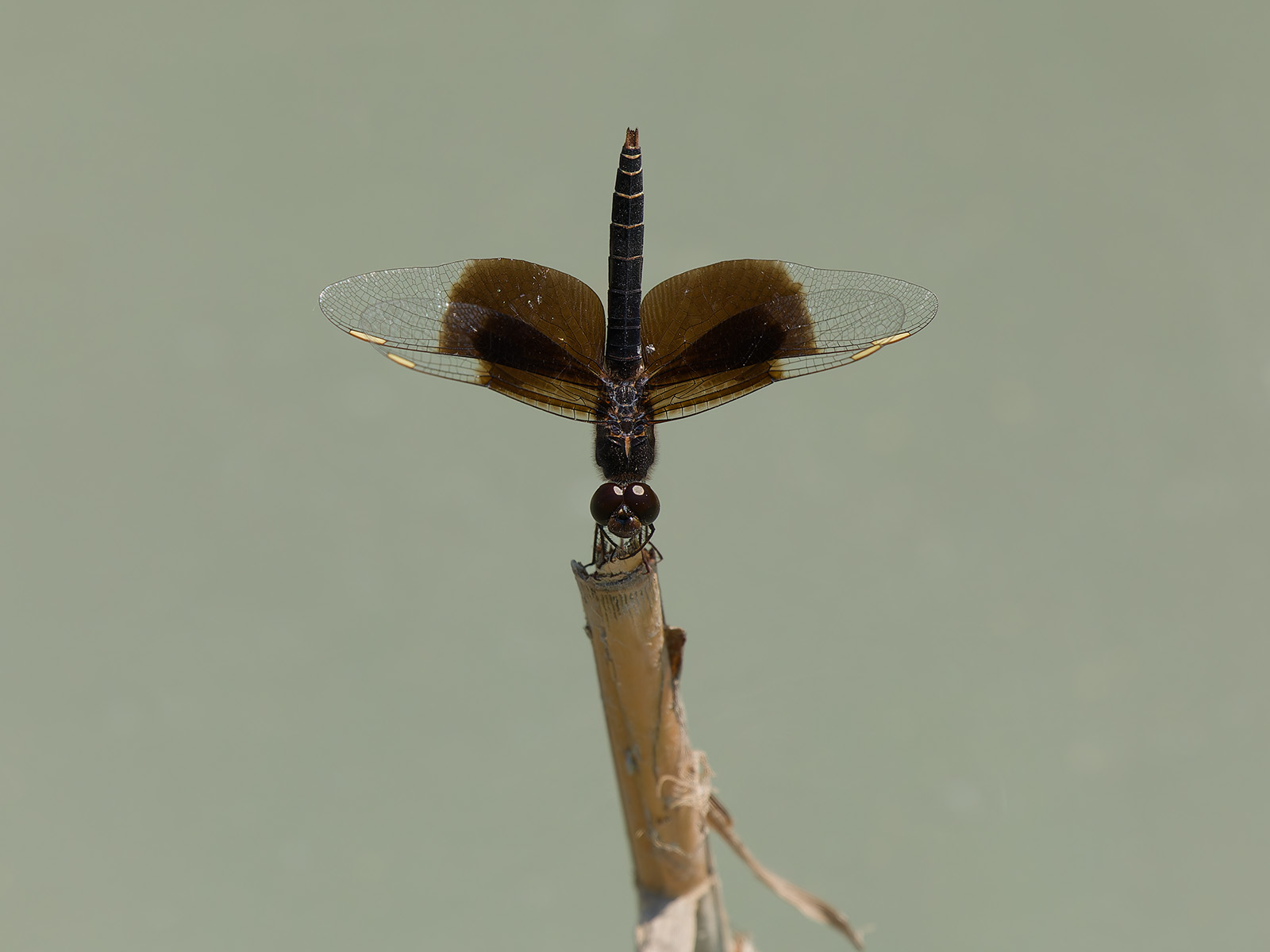 Brachythemis fuscopalliata, male