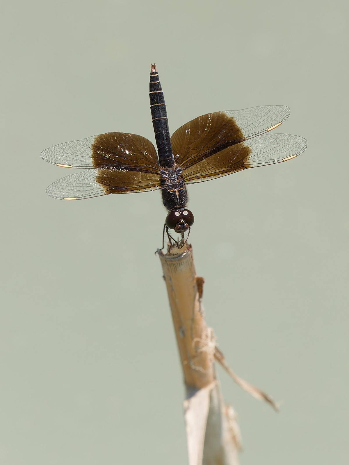 Brachythemis fuscopalliata, male