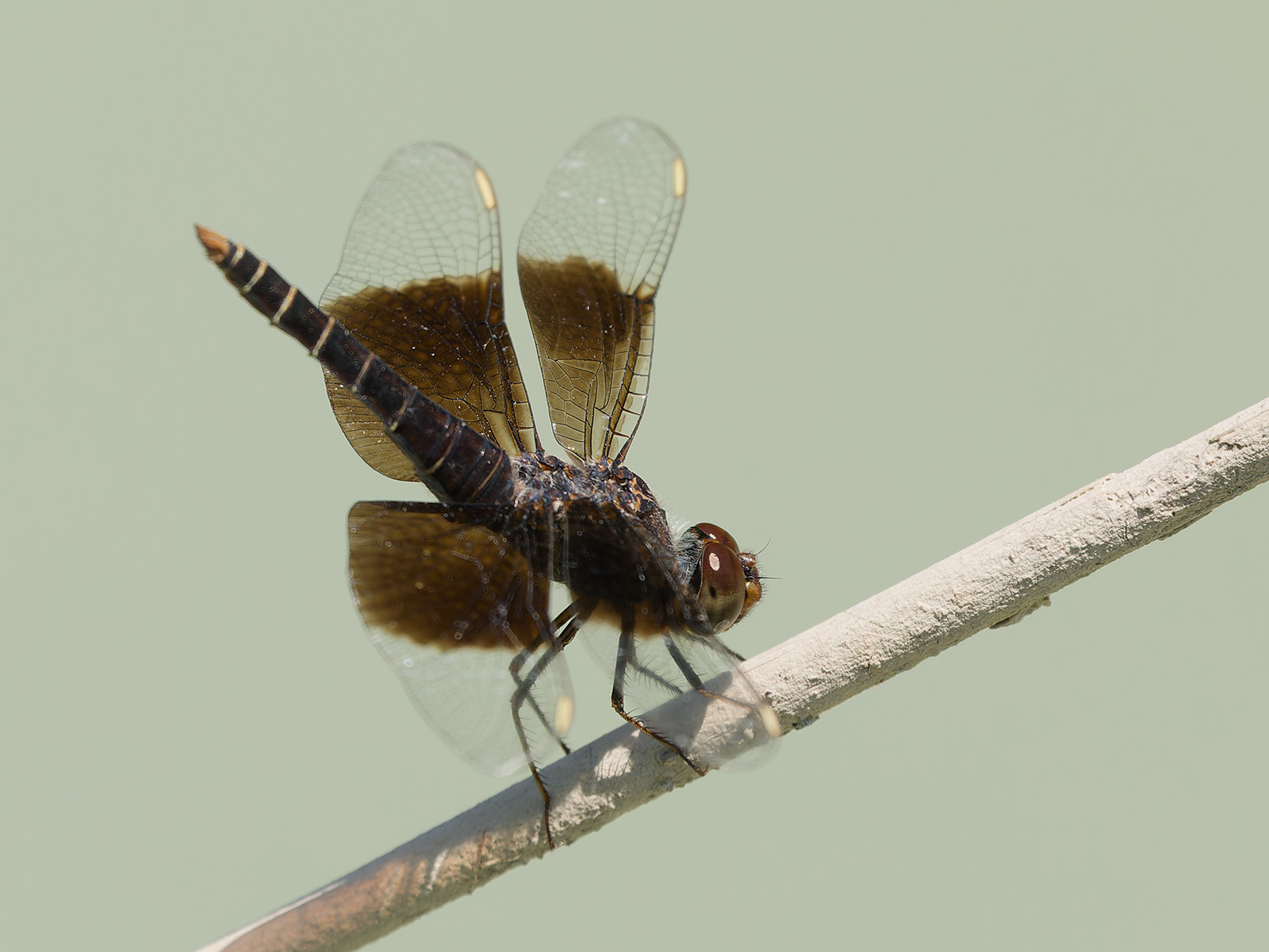 Brachythemis fuscopalliata - Dark-winged Groundling