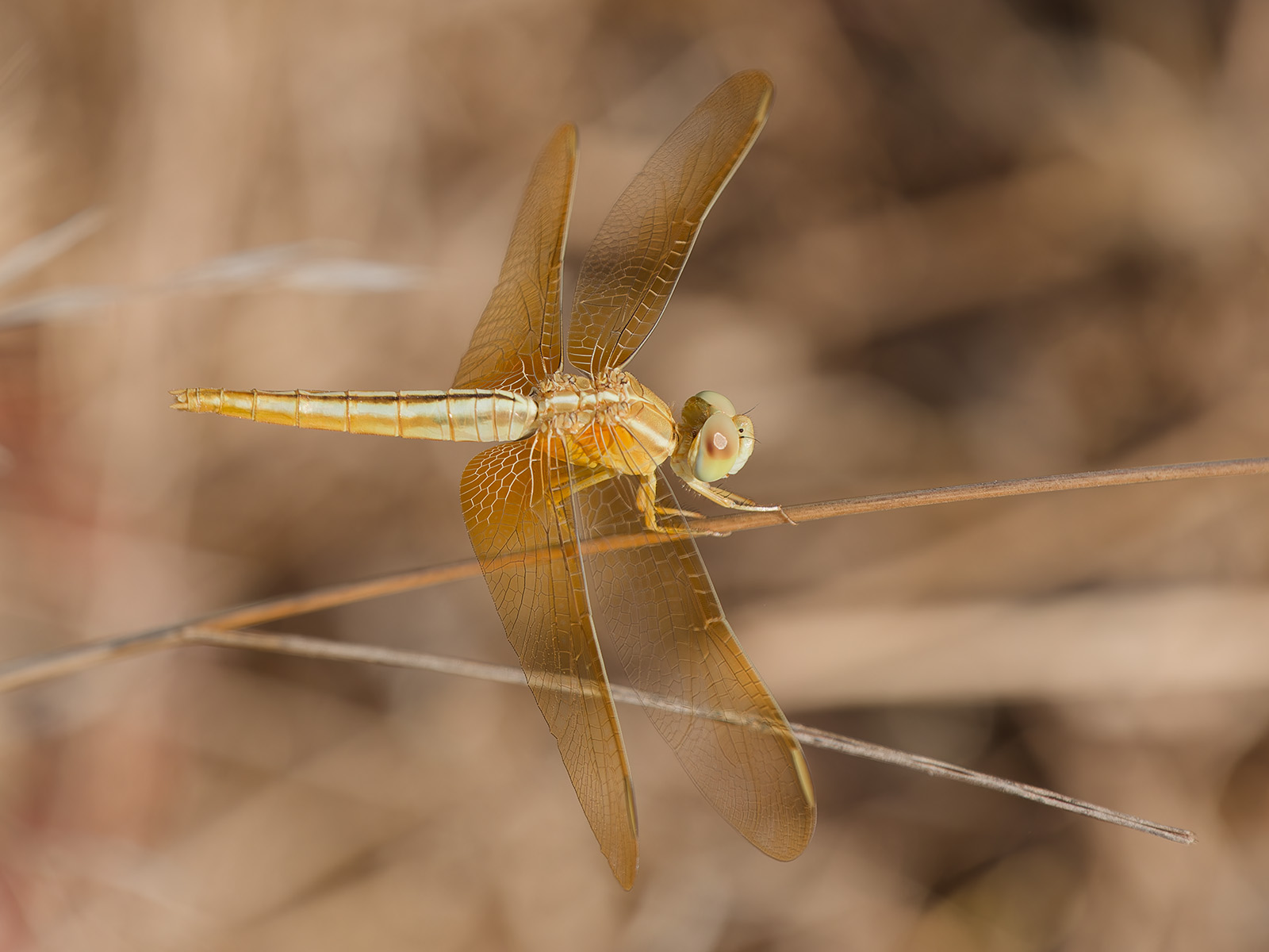 Crocothemis servilia, immature female