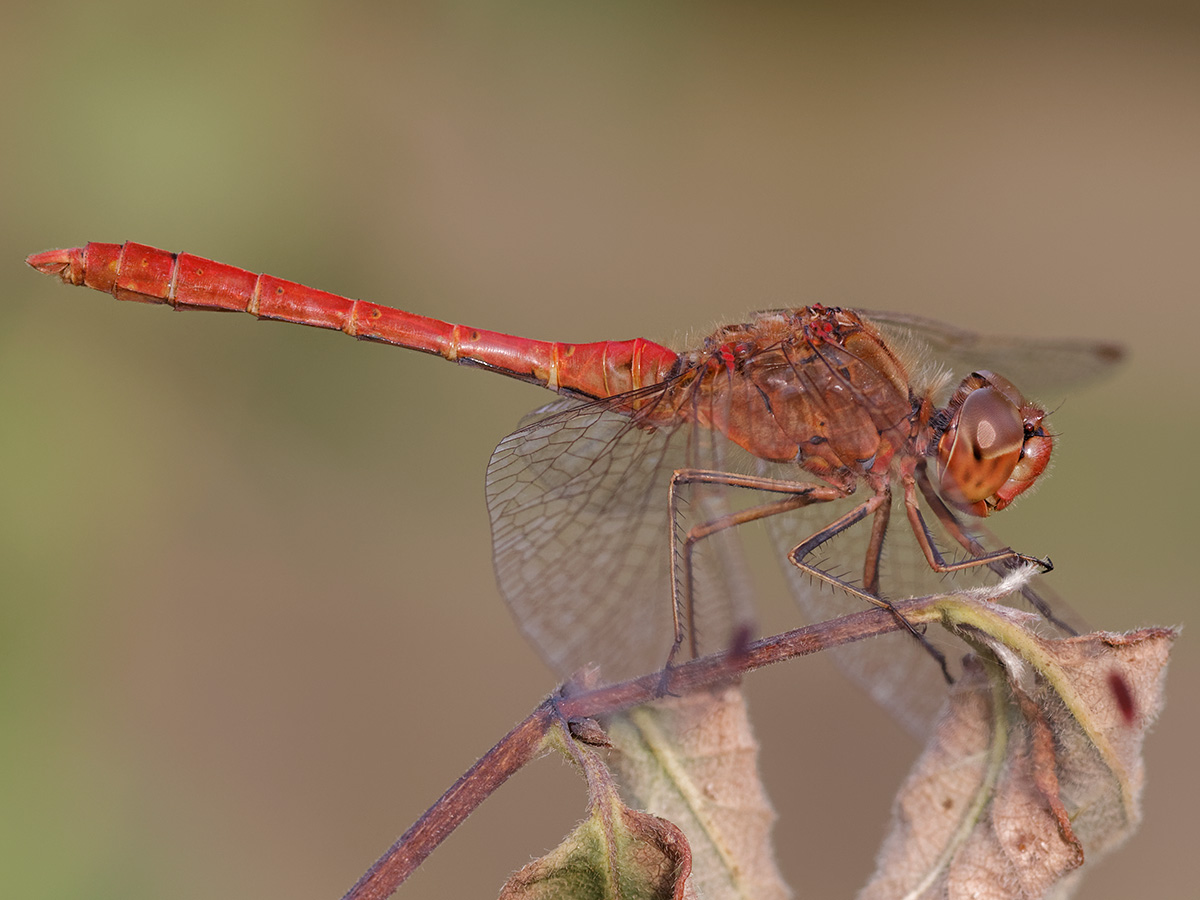 Sympetrum meridionale - Southern Darter