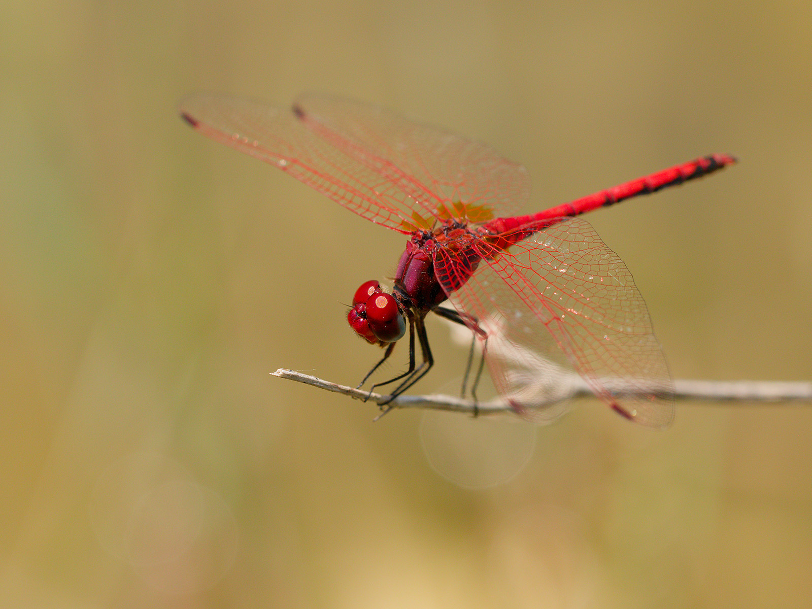 Trithemis arteriosa, male