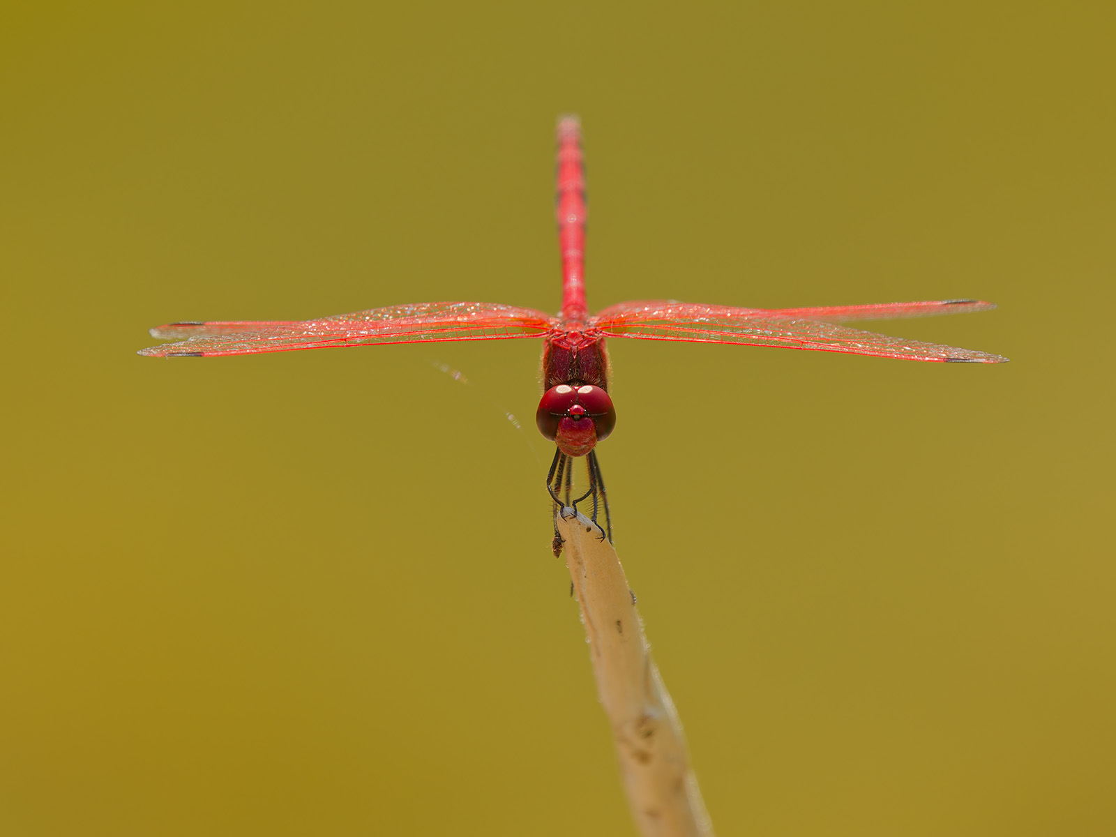 Trithemis arteriosa, male