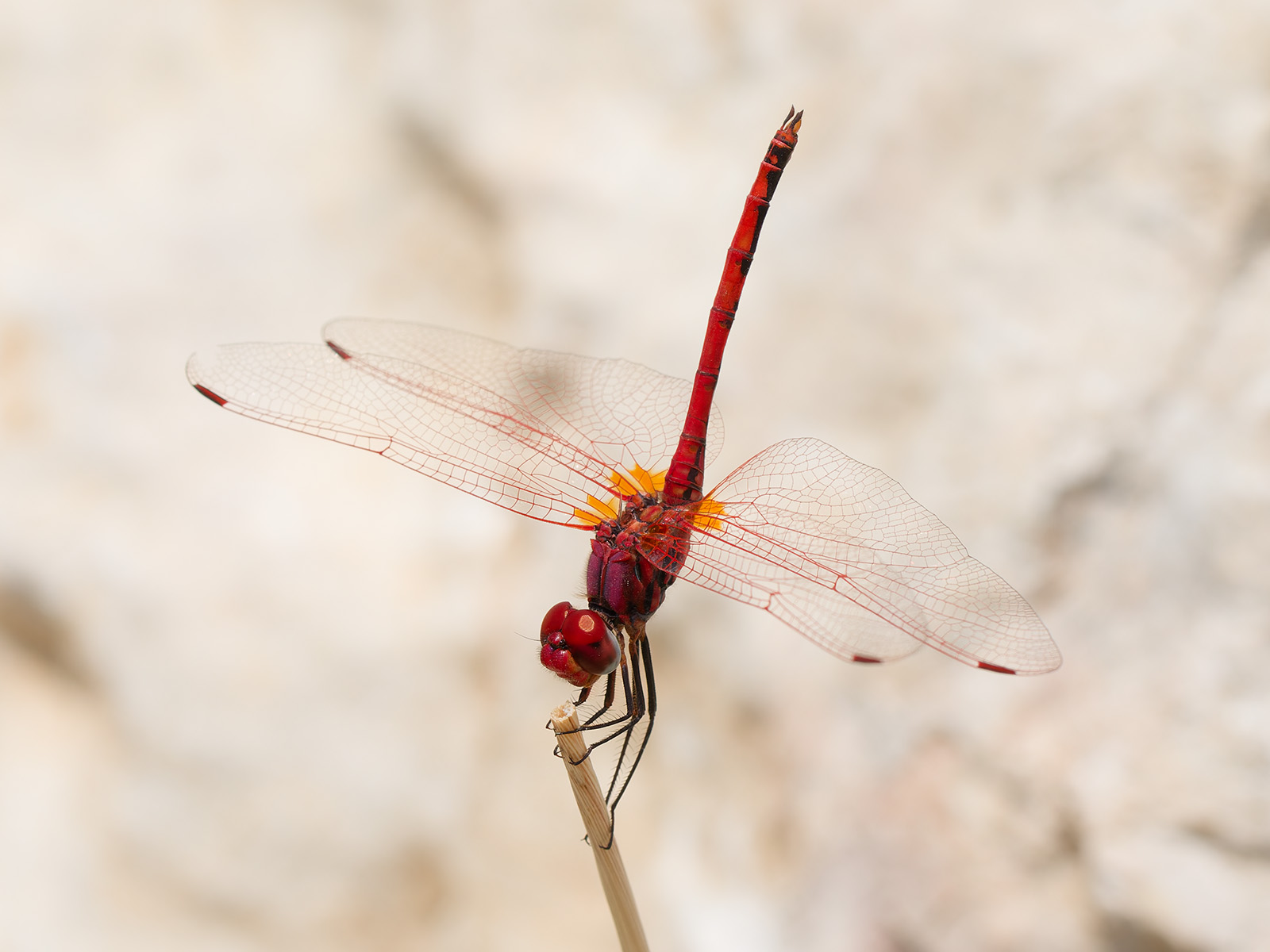 Trithemis arteriosa, male